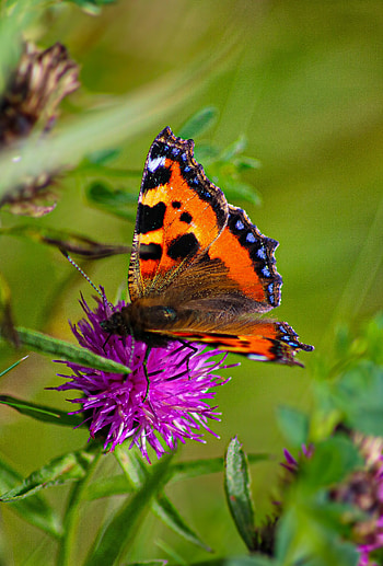 Animals, Butterfly, Wings, Cornflower, Butterfly Hives, Butterfly Urticaria HD phone wallpaper