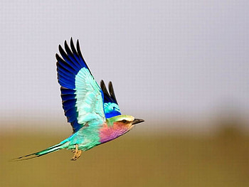 Colorful Bird, cute, colorful, bird HD wallpaper