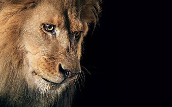 Lions, Animals HD wallpaper