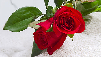 Red Roses, roses, green, red, nature, flowers, macro HD wallpaper