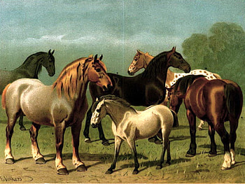 Draft horses, variety of color, grass, variety, large, small, draft, horses, group, trees HD wallpaper