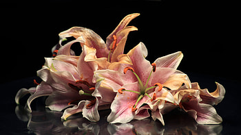 Flowers, colorful, nature, petals HD wallpaper