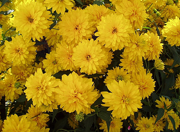 Flowers, Bright, Lot HD wallpaper