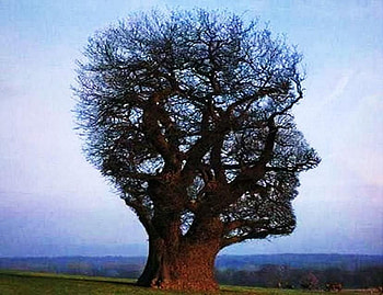 Tree face, profile, trunk, branches, face, sky, tree HD wallpaper
