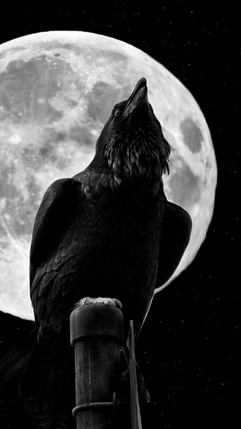Animal, crow HD phone wallpaper