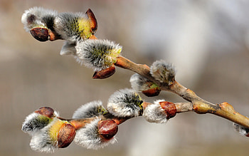 Flowers, Macro, Branch, Pussy Willow, Verba HD wallpaper
