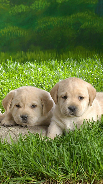 Labrador Retriever, Cute puppies, baby dogs , Adorable background HD phone wallpaper