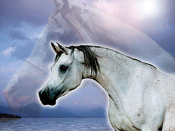 Spirit Mare at Ocean, horses, mare, arabians, sky, stallions, ocean HD wallpaper