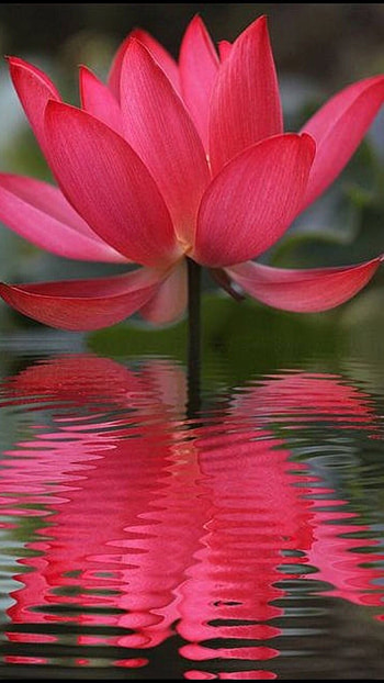Lotus Flower, Red HD phone wallpaper