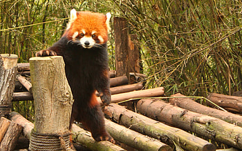 Animals, Pandas HD wallpaper