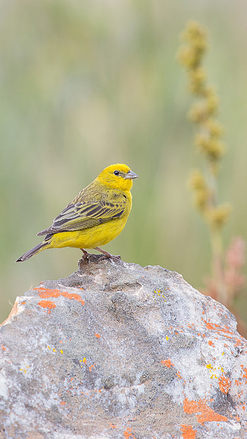 Canary, Adorable, Bird HD phone wallpaper