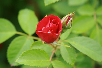 Flowers Bloom, Roses, leaves, green, Red HD wallpaper