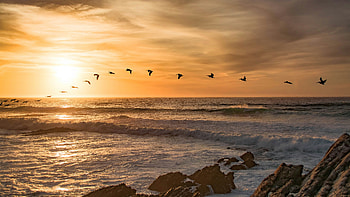 Lock Of Birds Birds Flying In Formation During Sunset, birds, flying, sunset, sea, sun, nature HD wallpaper