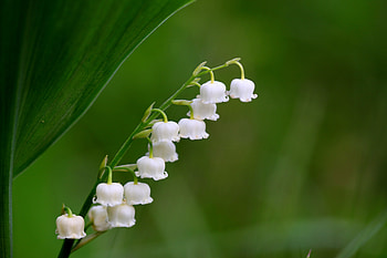 White flowers, flora, bellflowers HD wallpaper
