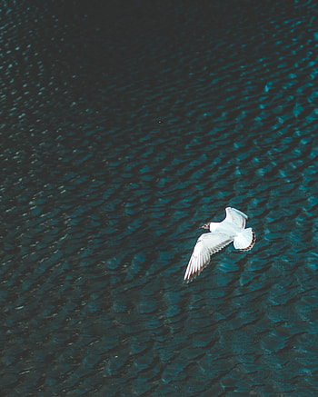 Rivers, Bird, Minimalism, Flight, Wings HD phone wallpaper