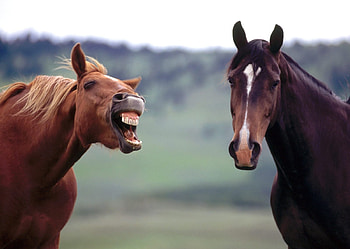 Horses, other, beautiful, animals HD wallpaper