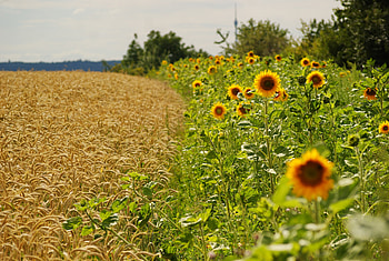 Nature, Fields, Sunflowers, Summer, Ears, Spikes, Border HD wallpaper
