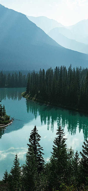 Tree , Stunning visuals, bliss, fascination HD phone wallpaper