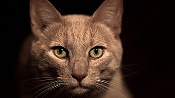 Animals, Cat, Muzzle, Eyes, Sight, Opinion HD wallpaper