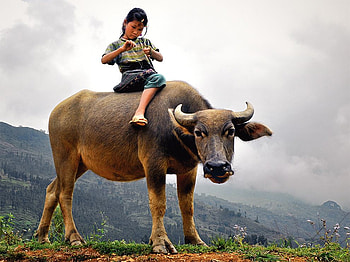 Hmong child on Buffalo, girl, buffalo, riding, child HD wallpaper