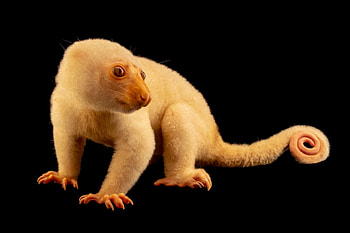 Animals in arts, Joel Sartore's graphy, Ethereal wildlife, Artistic representation HD wallpaper