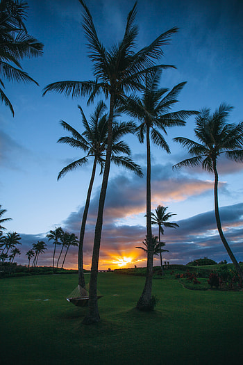 Nature, Sunset, Palms, Summer, Usa, United States, Tropics, Hammock, Coloa HD phone wallpaper