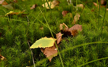 Plants, Leaves HD wallpaper