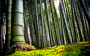 Bamboo in , Nature's elegance, Tranquil beauty, Greenery HD wallpaper