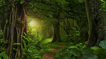 Jungle tree , backgrounds, Pristine jungle, Nature's sanctuary HD wallpaper