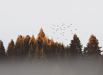 Trees, nature, dawn, sunrise, birds HD wallpaper
