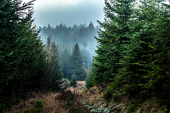 Nature, Trees, Forest, Fog, Branches, Fir, Spruce HD wallpaper
