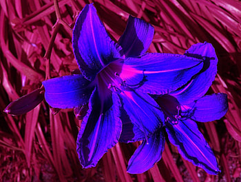 Cool Colored Flower, changes, colors, grass, flower HD wallpaper