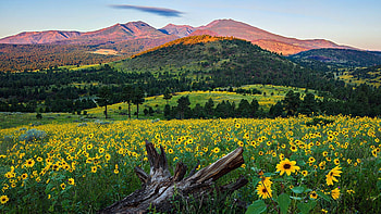Sunflower Power, field, blossoms, clouds, landscape, sky, mountains HD wallpaper