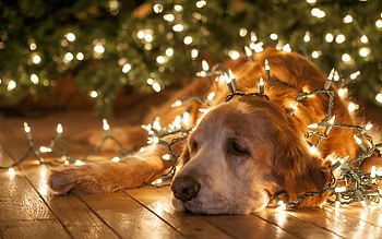 Hate Christmas Lights, dogs, cute, labrador, animals HD wallpaper