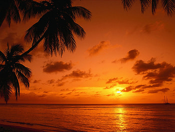 Tobago Sunset, sea, palm, clouds, sun, beach HD wallpaper