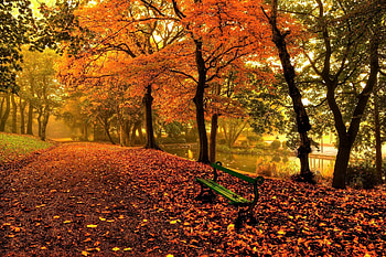 Autumn park beauty, Bench under golden trees, magic, Nature's artistry HD wallpaper