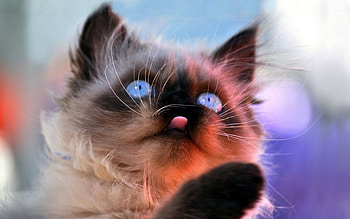 Animals, Fluffy, Kitty, Kitten, Muzzle, Language, Tongue HD wallpaper