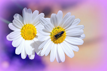 Flowers, Camomile, Macro, Insect HD wallpaper