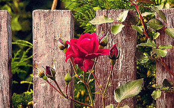 Red Rose at the Fence, Flower, pretty, red, Rose HD wallpaper