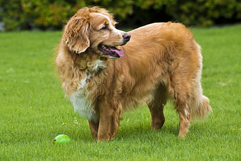 Dog, sweet, animal, dogs, cute, beautiful, puppys, puppy, pretty, animals, lovely HD wallpaper
