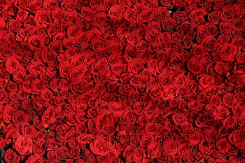 A vibrant display of red roses creating a lush and romantic floral background. HD wallpaper