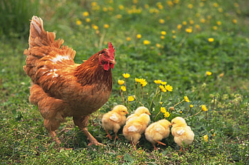 Mother and chicks, Hen HD wallpaper