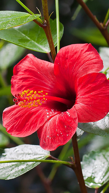Hibiscus, Adorable HD phone wallpaper