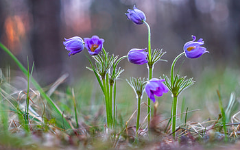 Blue Flowers, blue, nature, flowers, macro HD wallpaper