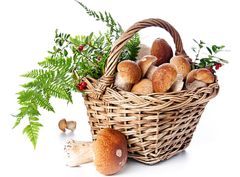 Mushroom basket, Fall food, Goodfon HD wallpaper