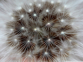 WHITE HEAD OF SEEDS, weeds, white, dandelion, beautiful, close up, sparkle, lights, cool, , flowers, lovely, macro HD wallpaper