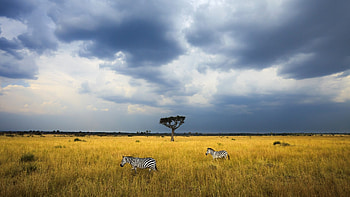 Two zebras, Walk beneath storm clouds, Maasai Mara Reserve HD wallpaper