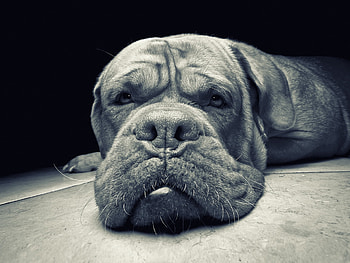 Animals, Aggression, Dog, Muzzle, Bw, Chb, Anger HD wallpaper