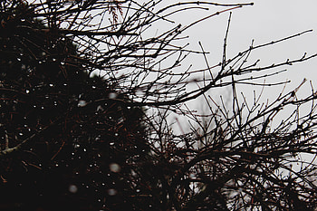 Nature, Drops, Bush, Branches HD wallpaper
