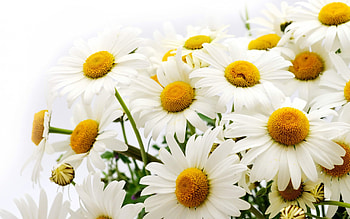 Plants, Flowers, Camomile HD wallpaper